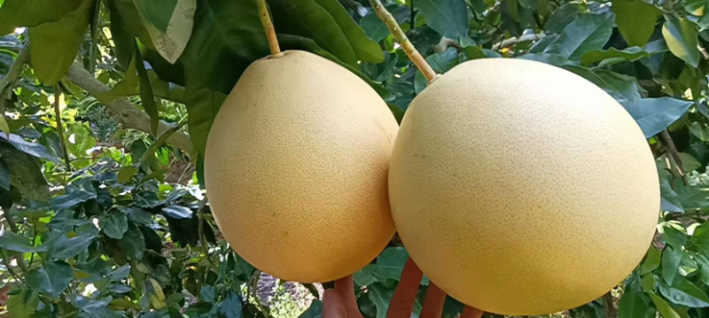 梅州大埔三红蜜柚