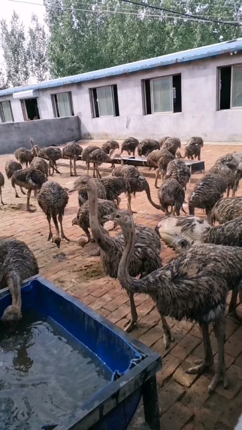 鸵鸟苗非洲小鸵多少钱一只常年回收景区鸵鸟包邮到家