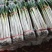山东省费县铁杆大葱基地加工点，产地供货，价格公道全国发货