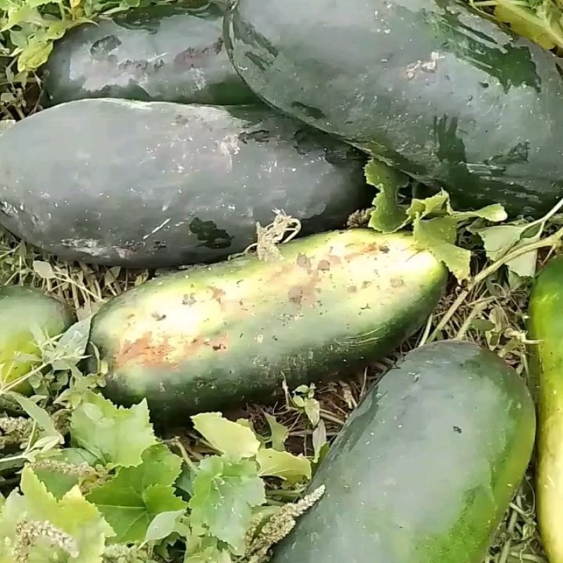 【实力推荐】河北黑皮冬瓜产地直销量大从优可视频看货