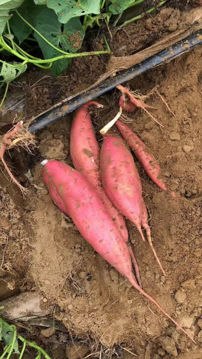 唐山烟薯蜜烤红薯红心红皮蜜薯基地发货货源充足