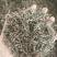(热销)白花蛇舌草蛇草实物拍摄地道药材祥泰药材栈欢迎