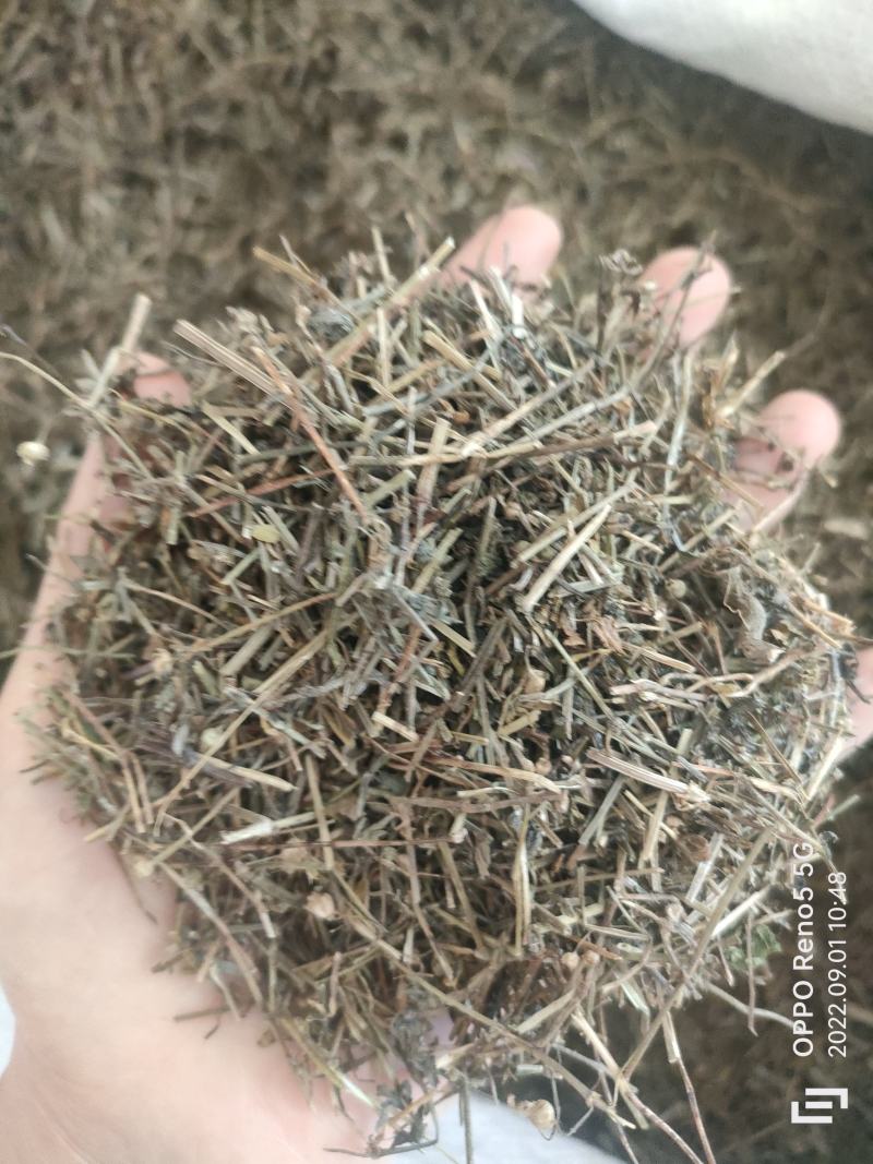 （热销）白花蛇舌草蛇草实物拍摄地道药材祥泰药材栈欢迎