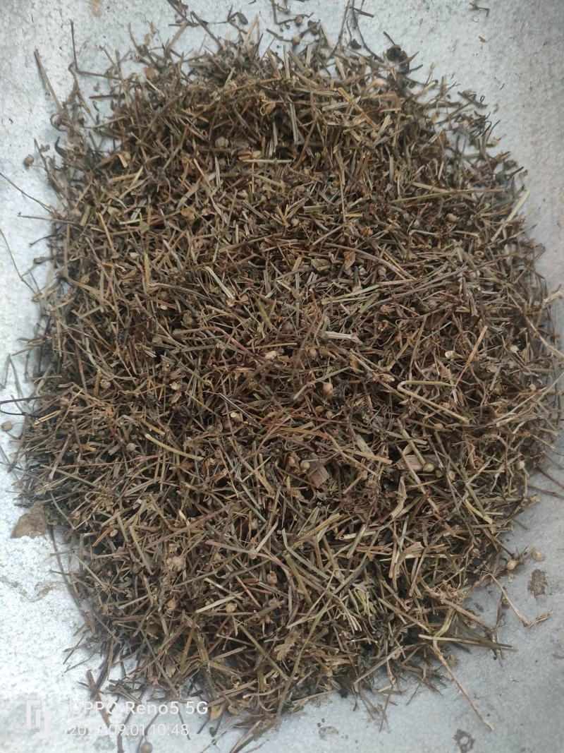 （热销）白花蛇舌草蛇草实物拍摄地道药材祥泰药材栈欢迎
