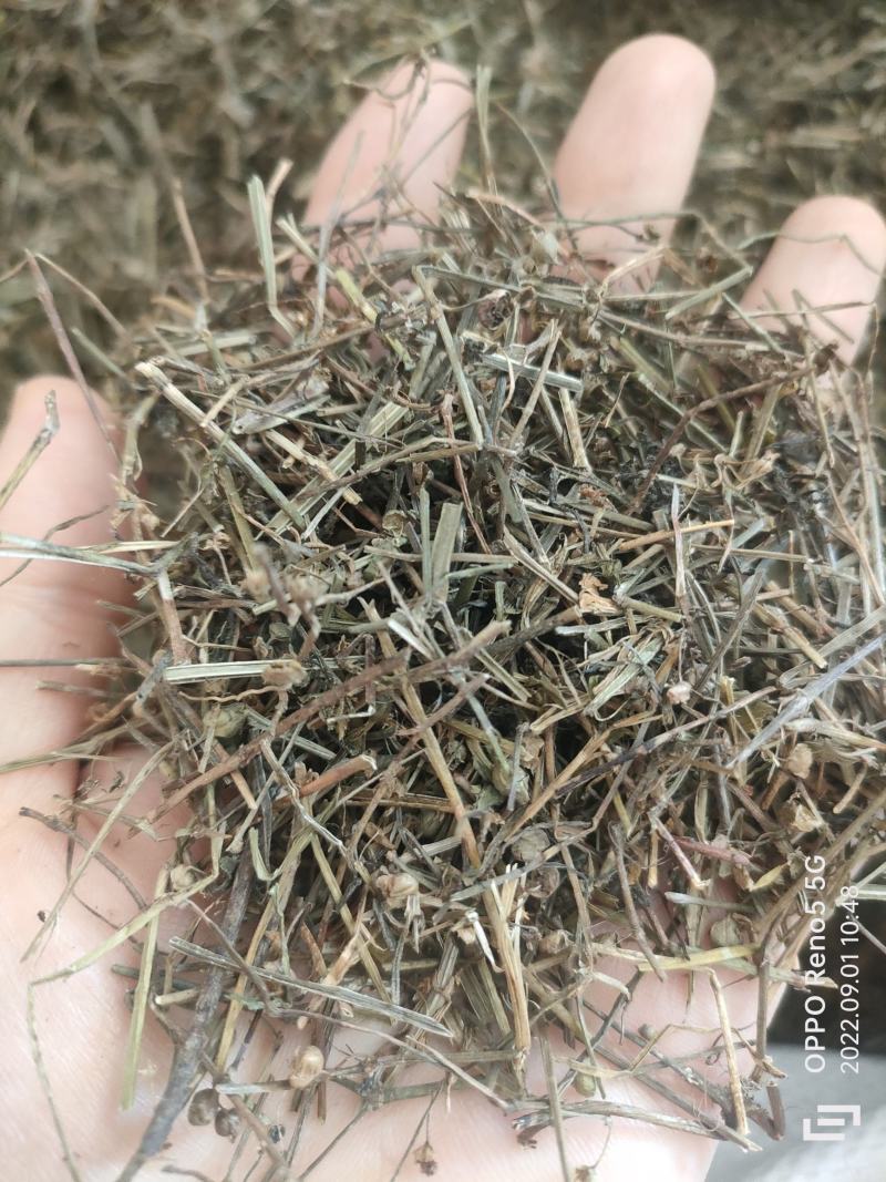 （热销）白花蛇舌草蛇草实物拍摄地道药材祥泰药材栈欢迎