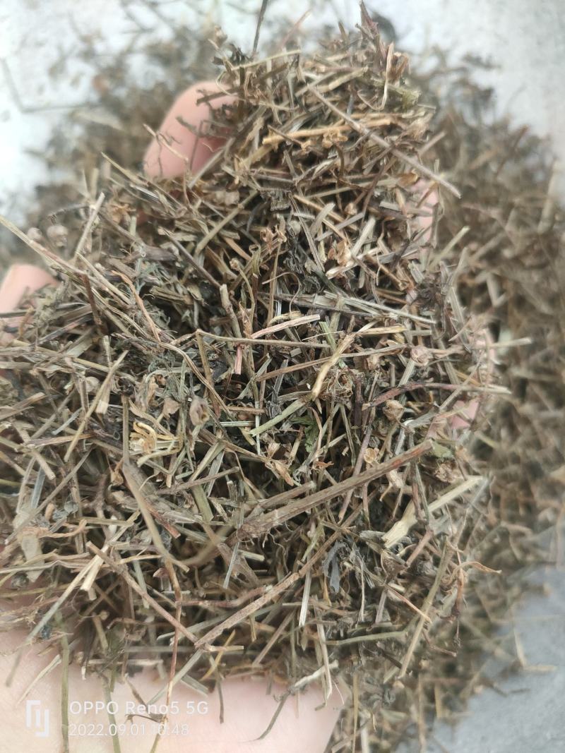 （热销）白花蛇舌草蛇草实物拍摄地道药材祥泰药材栈欢迎