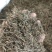 (热销)白花蛇舌草蛇草实物拍摄地道药材祥泰药材栈欢迎
