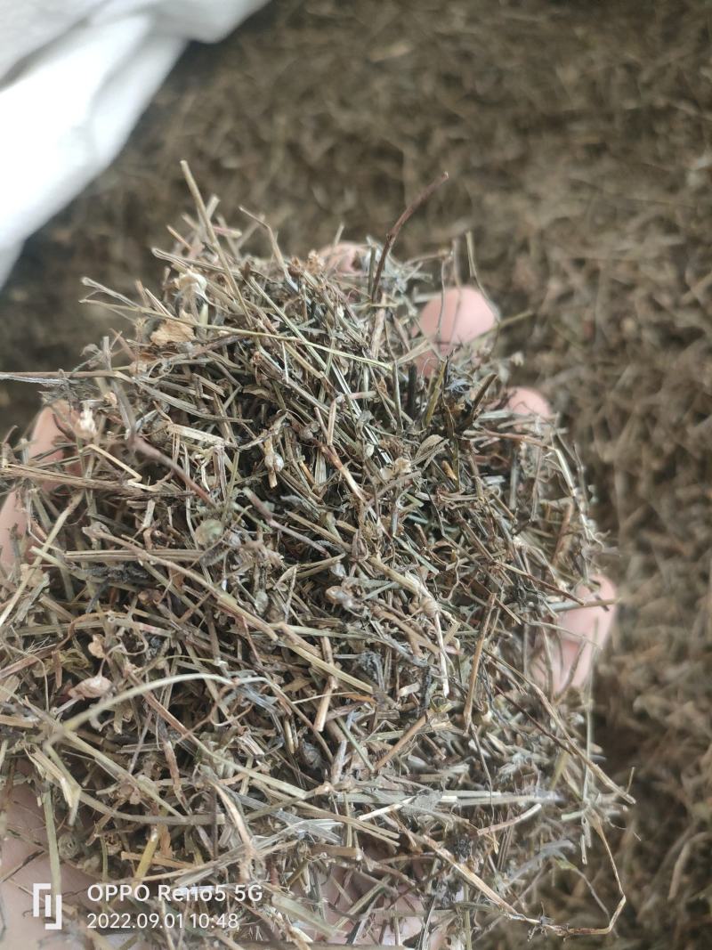 （热销）白花蛇舌草蛇草实物拍摄地道药材祥泰药材栈欢迎