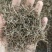 (热销)白花蛇舌草蛇草实物拍摄地道药材祥泰药材栈欢迎