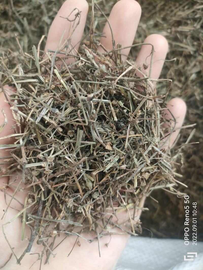 （热销）白花蛇舌草蛇草实物拍摄地道药材祥泰药材栈欢迎