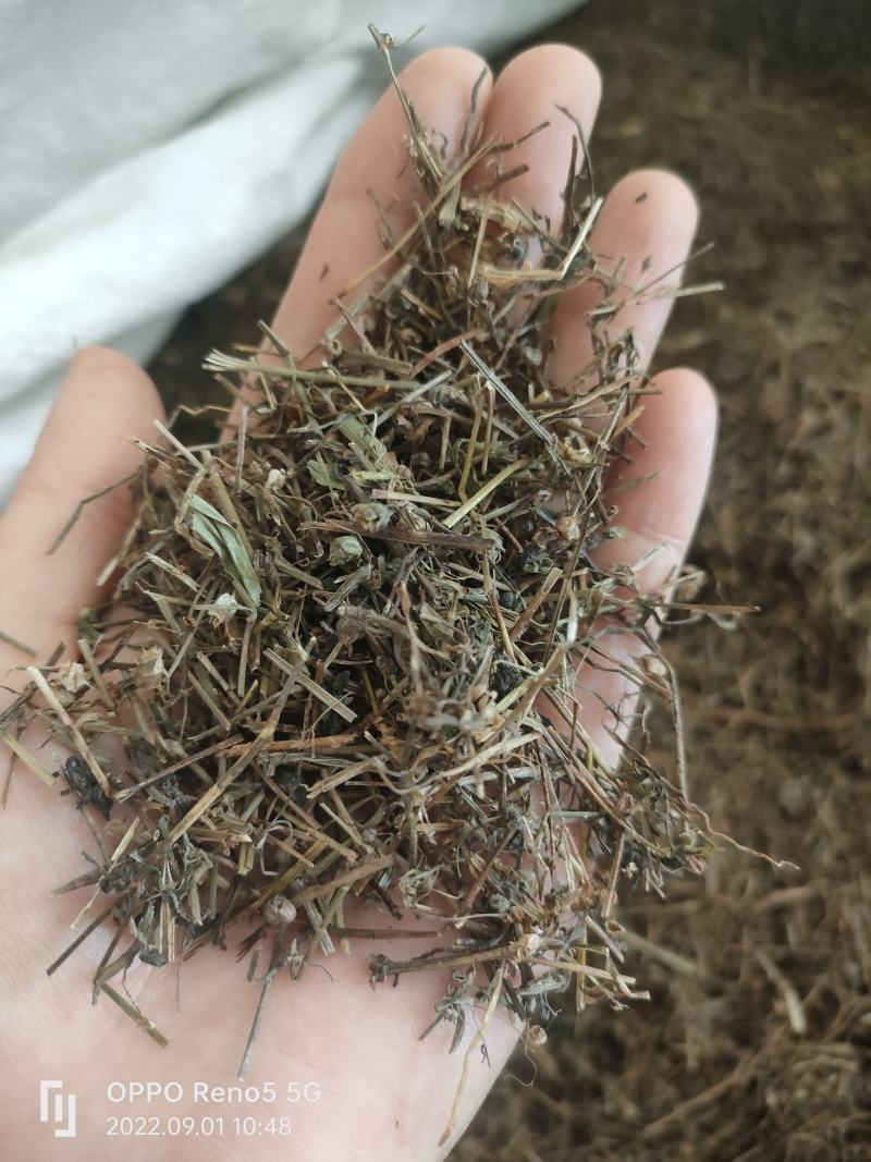 （热销）白花蛇舌草蛇草实物拍摄地道药材祥泰药材栈欢迎