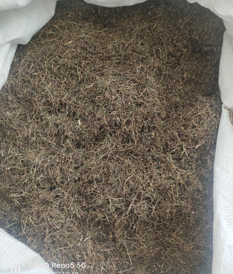 （热销）白花蛇舌草蛇草实物拍摄地道药材祥泰药材栈欢迎