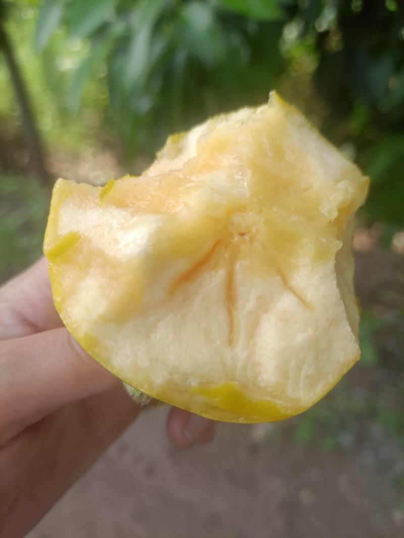 阳丰甜柿子树苗优质柿子苗价格优惠存活率高