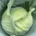 【荐】包菜定西包菜大量上市一手货源量大从优