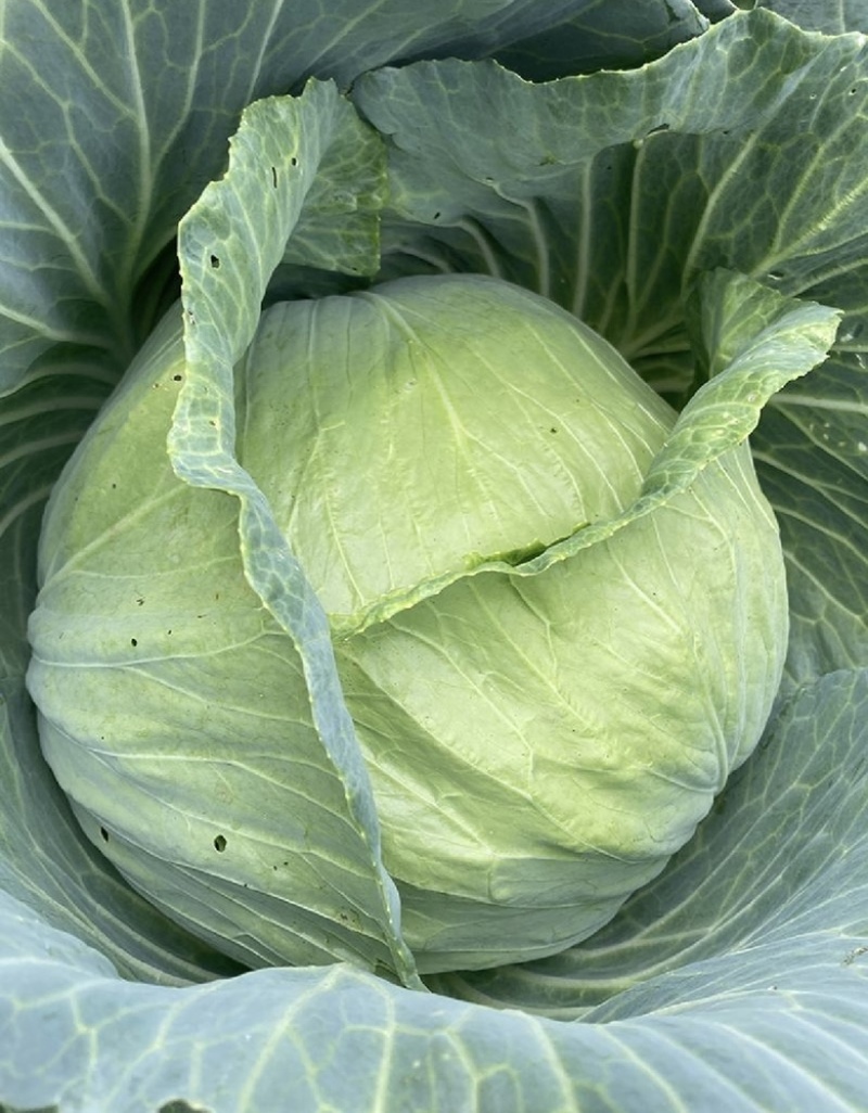 【荐】包菜定西包菜大量上市一手货源量大从优