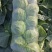 【荐】包菜定西包菜大量上市一手货源量大从优