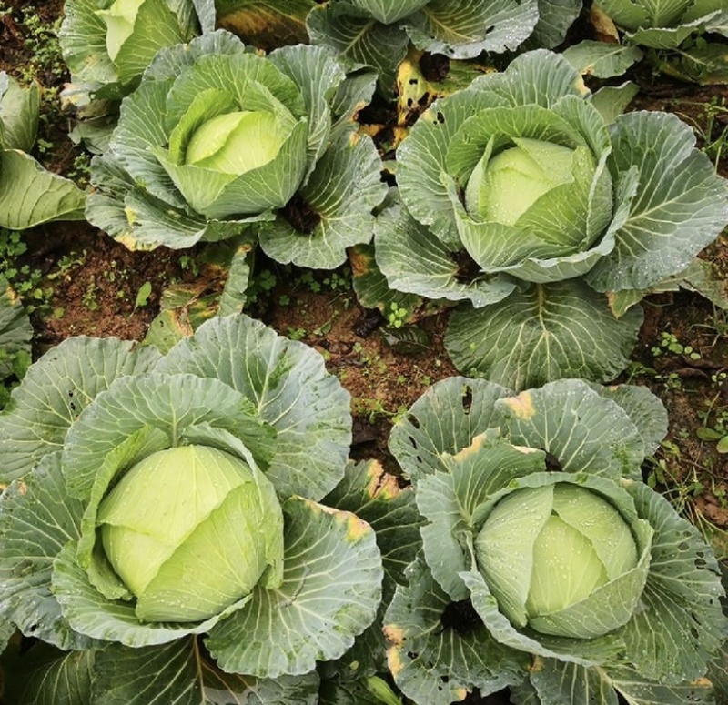 【荐】包菜定西包菜大量上市一手货源量大从优