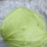 【荐】包菜定西包菜大量上市一手货源量大从优