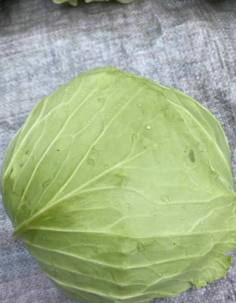 【荐】包菜定西包菜大量上市一手货源量大从优