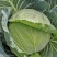 【荐】包菜定西包菜大量上市一手货源量大从优