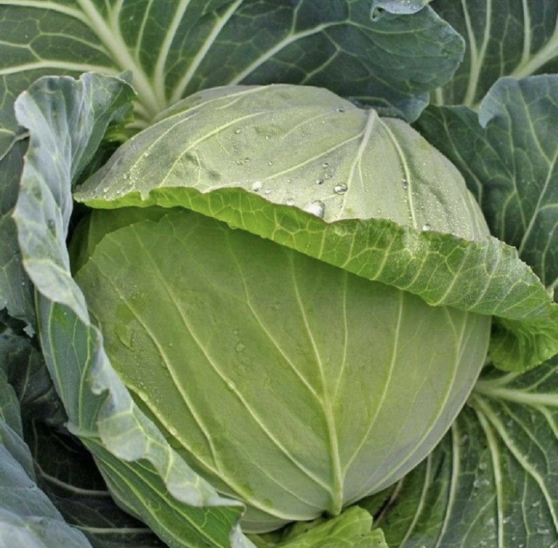 【荐】包菜定西包菜大量上市一手货源量大从优