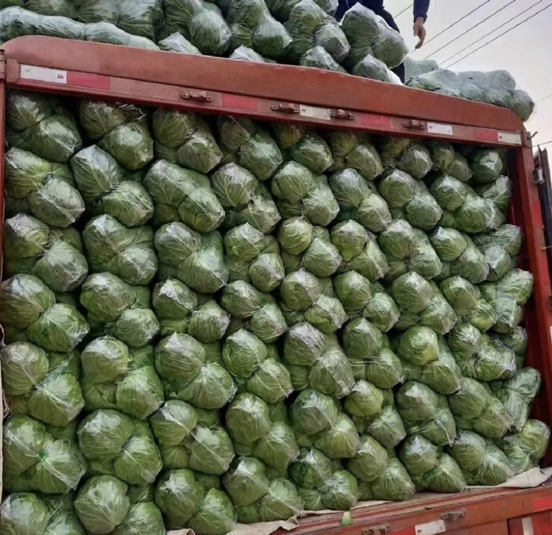 【荐】包菜定西包菜大量上市一手货源量大从优