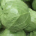 【荐】包菜定西包菜大量上市一手货源量大从优