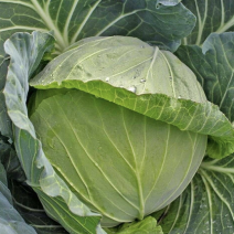 【荐】包菜定西包菜大量上市一手货源量大从优