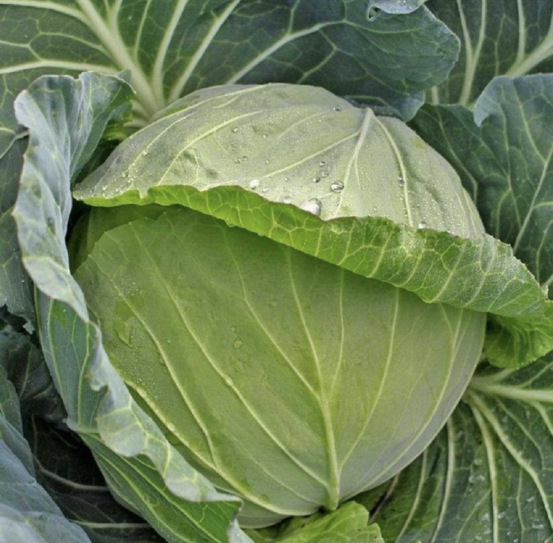 【荐】包菜定西包菜大量上市一手货源量大从优