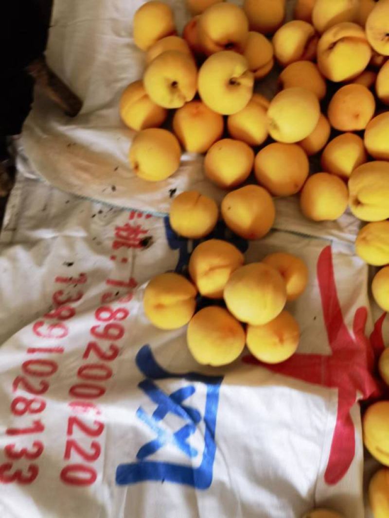【精品黄桃】西瑞黄桃产地发货大量上市欢迎各地老板咨询