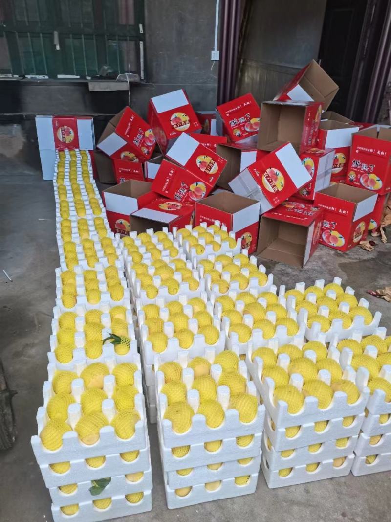 【精品黄桃】西瑞黄桃产地发货大量上市欢迎各地老板咨询