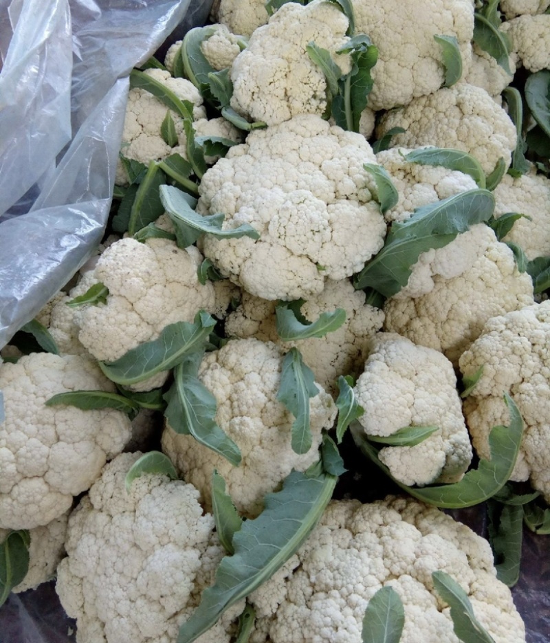【实力供货】散花一手货源全国发货量大从优