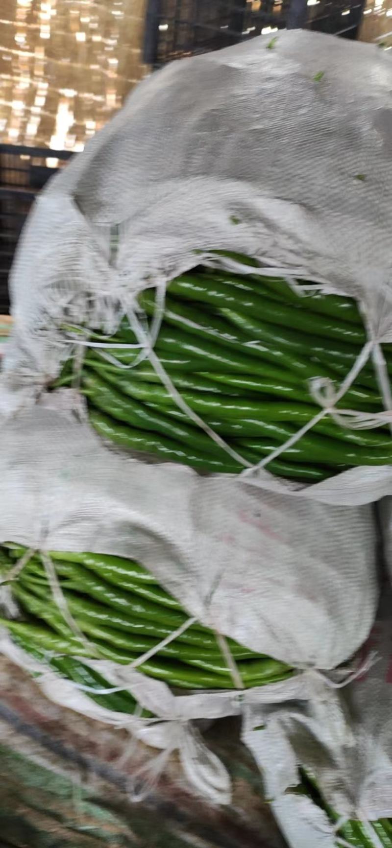 夏邑县大棚线椒大量上市基地一手货源，大量有货