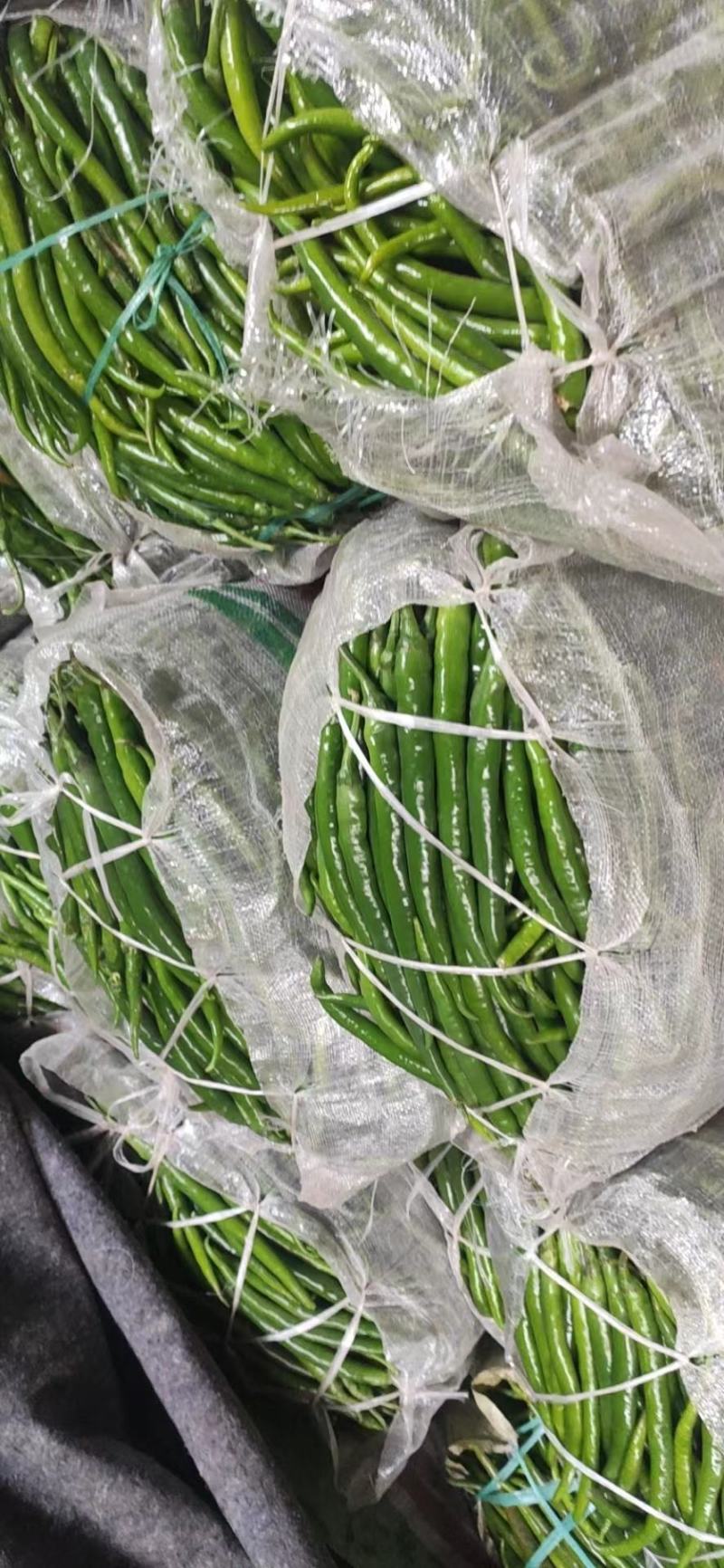 夏邑县大棚线椒大量上市基地一手货源，大量有货