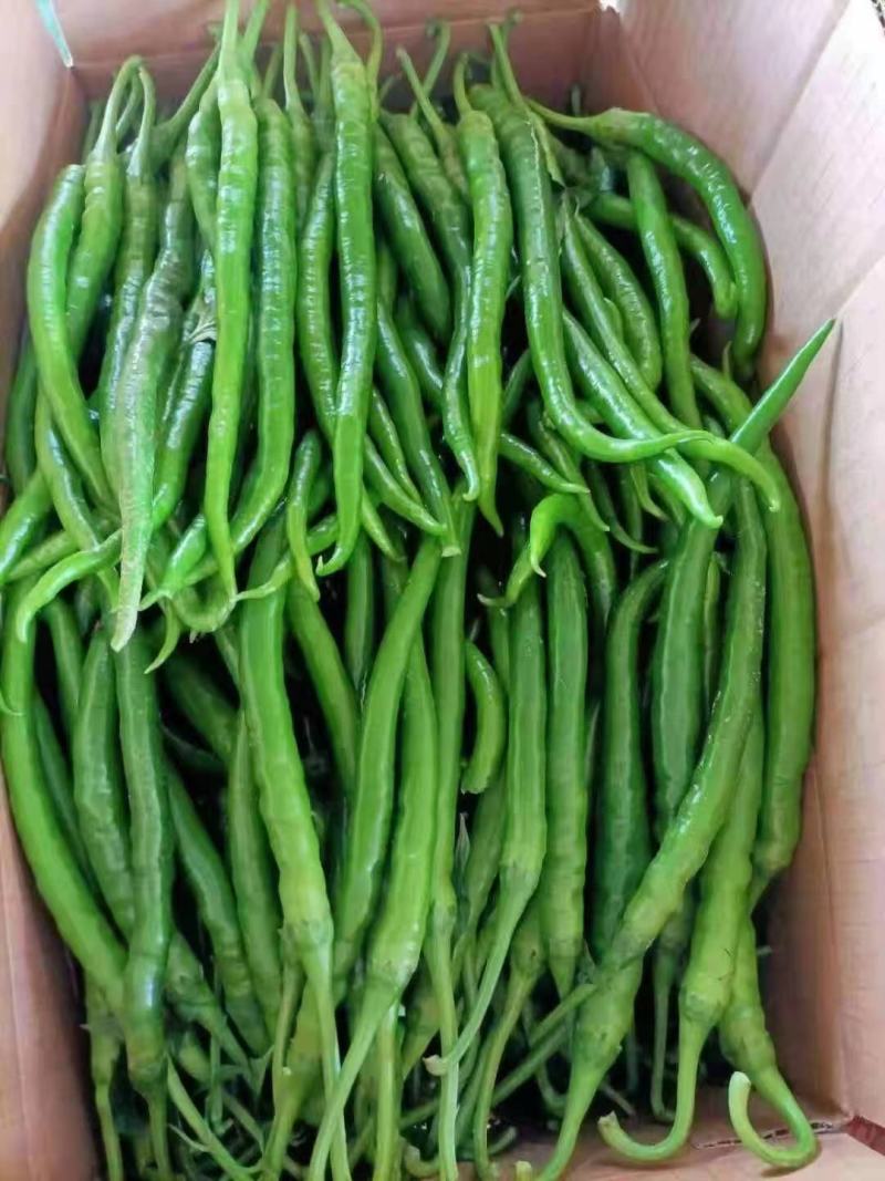 夏邑县大棚线椒大量上市基地一手货源，大量有货