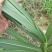 9分一牙，甜象草3号无毛高产现货一件代发