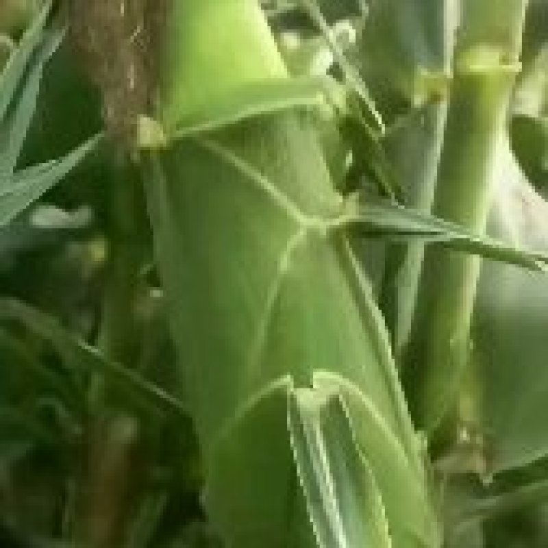 万糯2000.水果玉米，黑玉米，支持电商平台