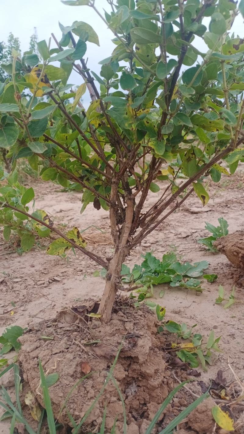 四季金银花盆景老庄，盆栽地栽绿化工程都可以