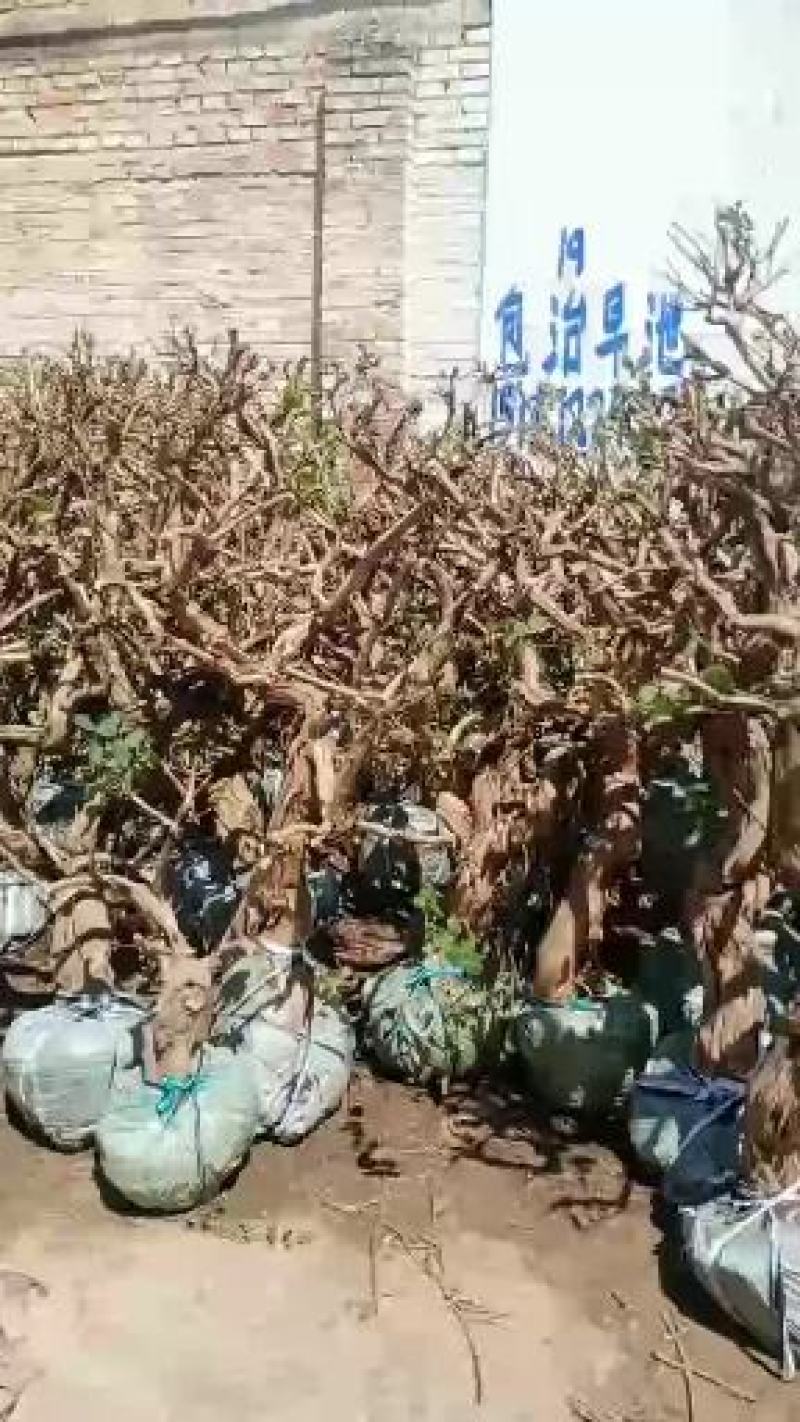 四季金银花盆景老庄，盆栽地栽绿化工程都可以