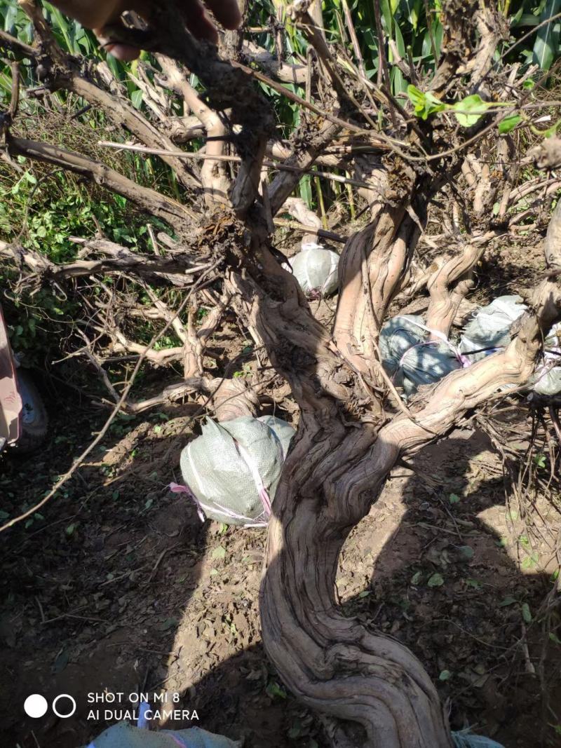 四季金银花盆景老庄，盆栽地栽绿化工程都可以
