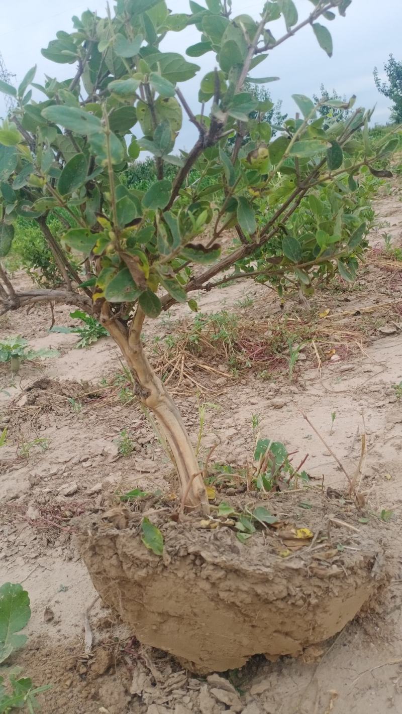 四季金银花盆景老庄，盆栽地栽绿化工程都可以
