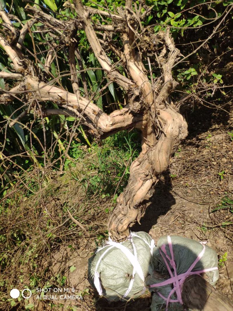 四季金银花盆景老庄，盆栽地栽绿化工程都可以