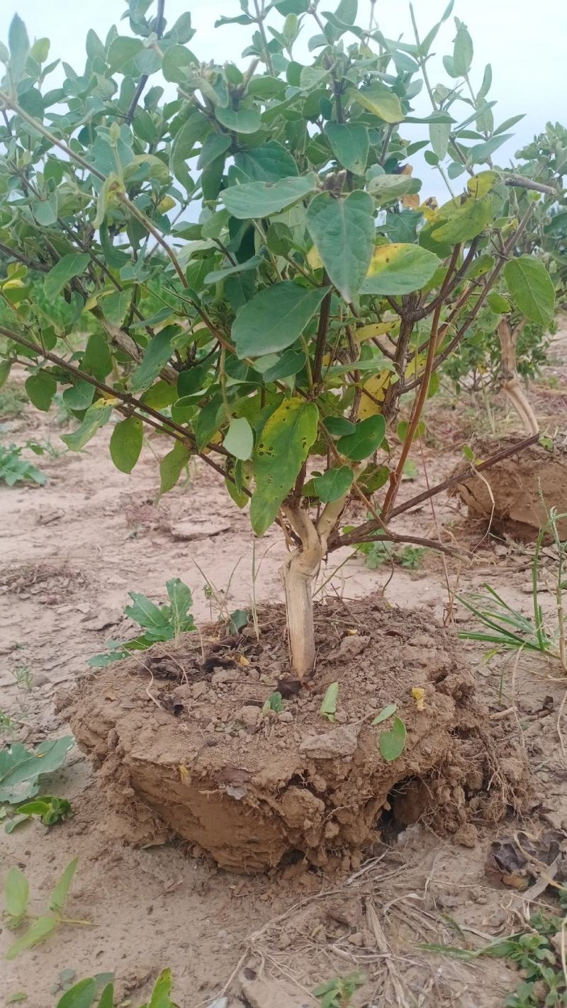 四季金银花盆景老庄，盆栽地栽绿化工程都可以