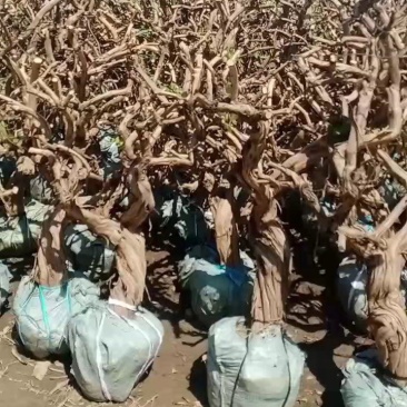 四季金银花盆景老庄，盆栽地栽绿化工程都可以