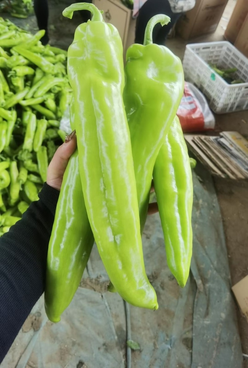 黄皮尖椒，承接全国订单，货源充足，产地直发，保证质量