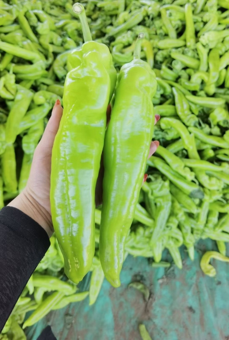 黄皮尖椒，承接全国订单，货源充足，产地直发，保证质量