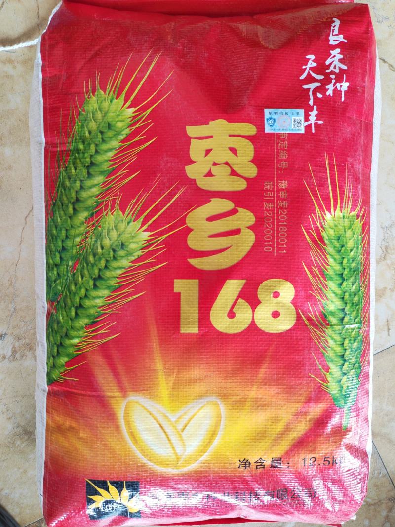 30斤【高品质】百农207小麦种子不包邮！