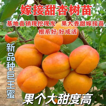 新品种巨王蜜杏树苗，适合南北方种植，果个大甜度高！