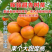 新品种巨王蜜杏树苗，适合南北方种植，果个大甜度高！