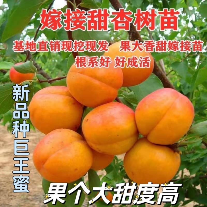 新品种巨王蜜杏树苗，适合南北方种植，果个大甜度高！